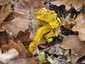 Aranypenész (Hypomyces chrysospermus), Budai-hegység